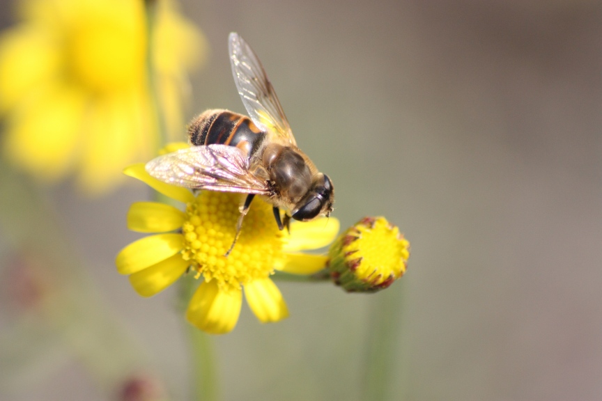 Eristalis tenax